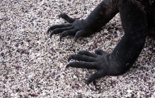 hoteles en Galápagos
