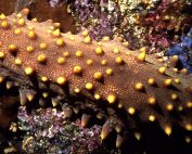 pesca pepino de mar en Galápagos
