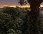 Pregunta sobre el Yasuní