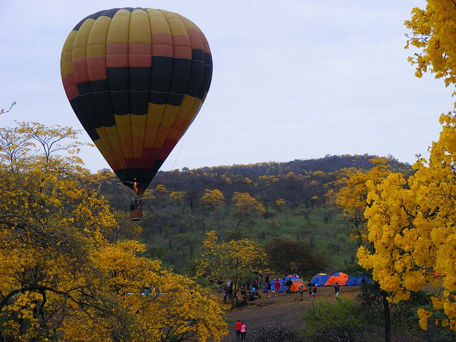 florecimiento de guayacanes en Ecuador