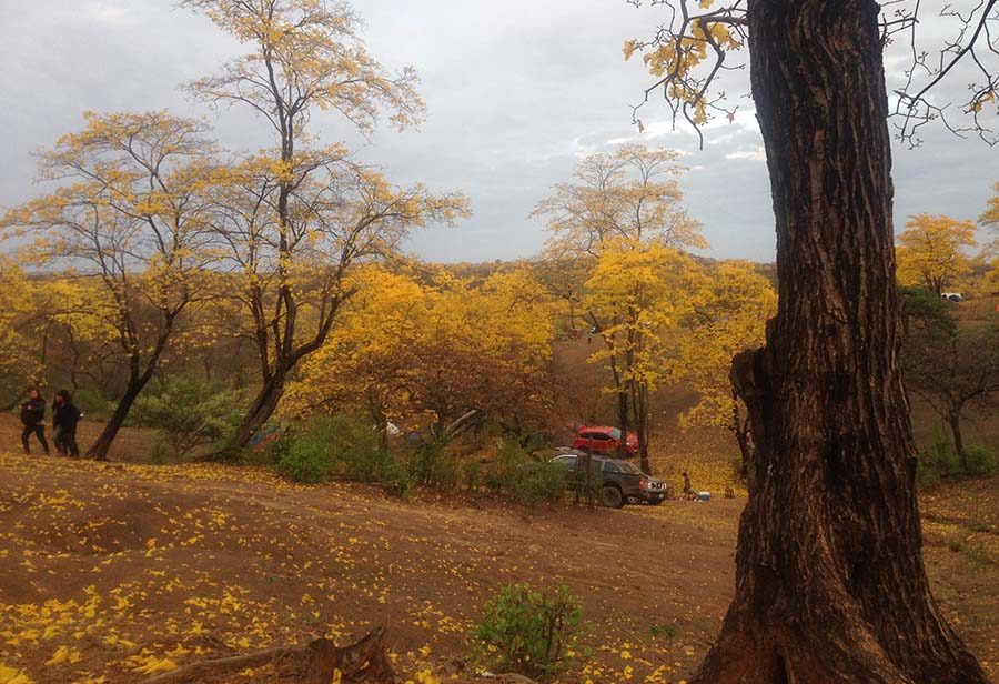 florecimiento de guayacanes en Ecuador