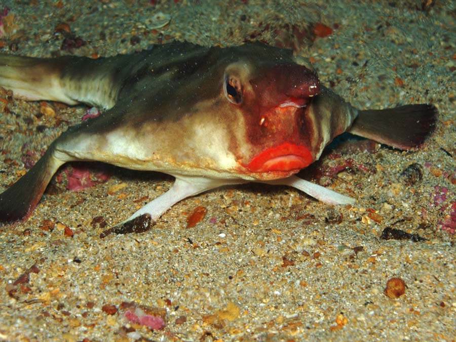 pez murciélago de labios rojos