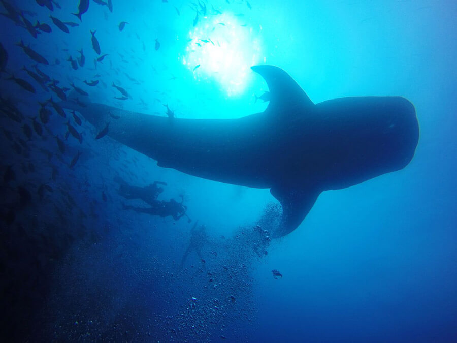 tiburón ballena Galápagos