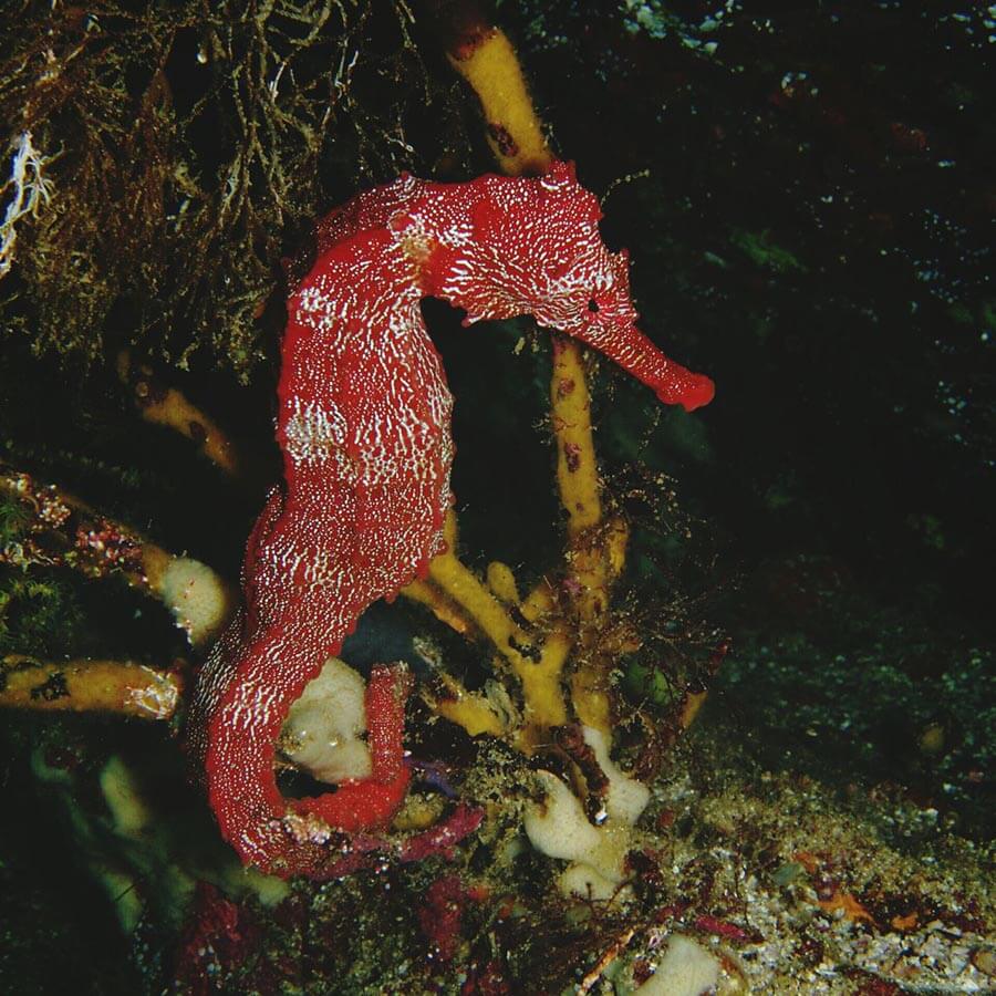 Un caballito de mar en islote Cousins