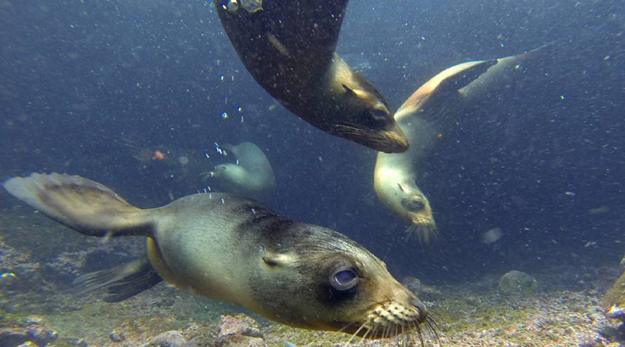 bucear en Galápagos