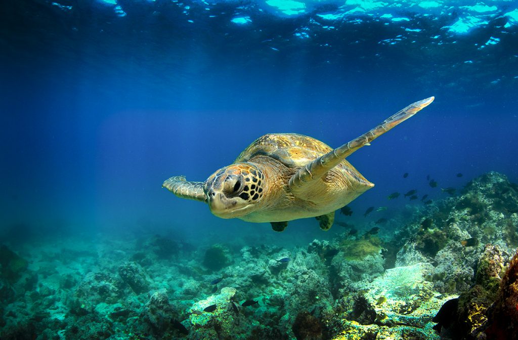 tortuga marina en Galápagos