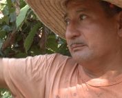 fumigaciones con glifosato