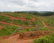 deforestación por palma africana en Ecuador