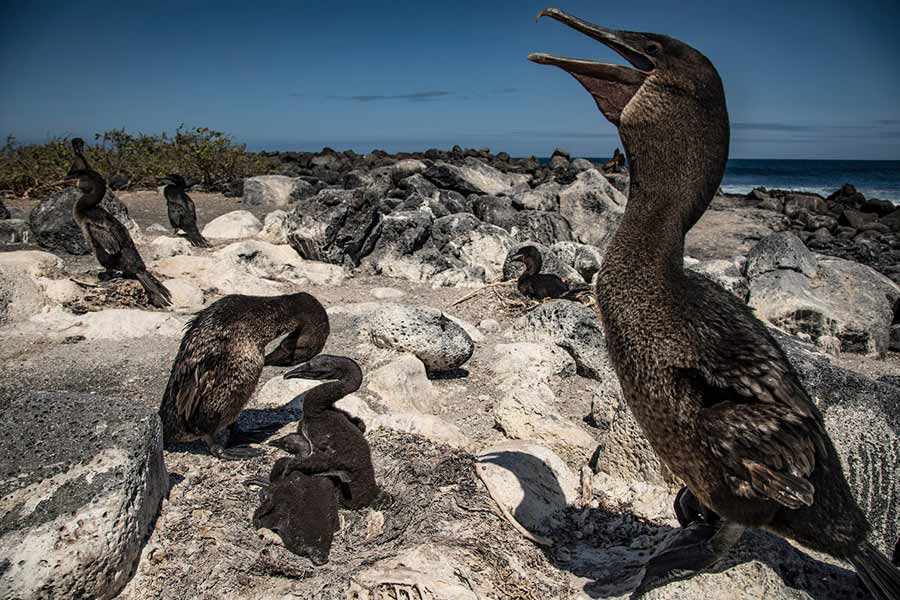 cormorán