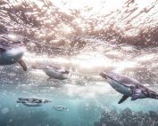 cambio climático en las Galápagos