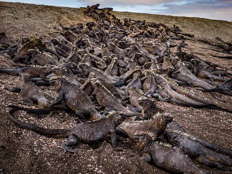 iguanas marinas Galápagos