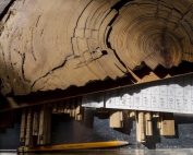 anillos de los árboles