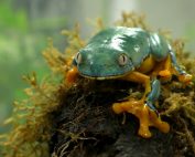 Conservación de anfibios en Ecuador en la balsa de los sapos.