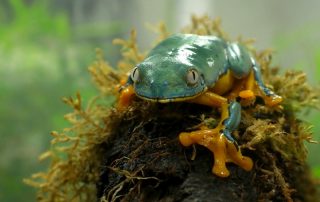 Conservación de anfibios en Ecuador en la balsa de los sapos.