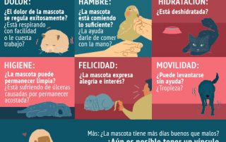 Cuándo dormir a tu mascota