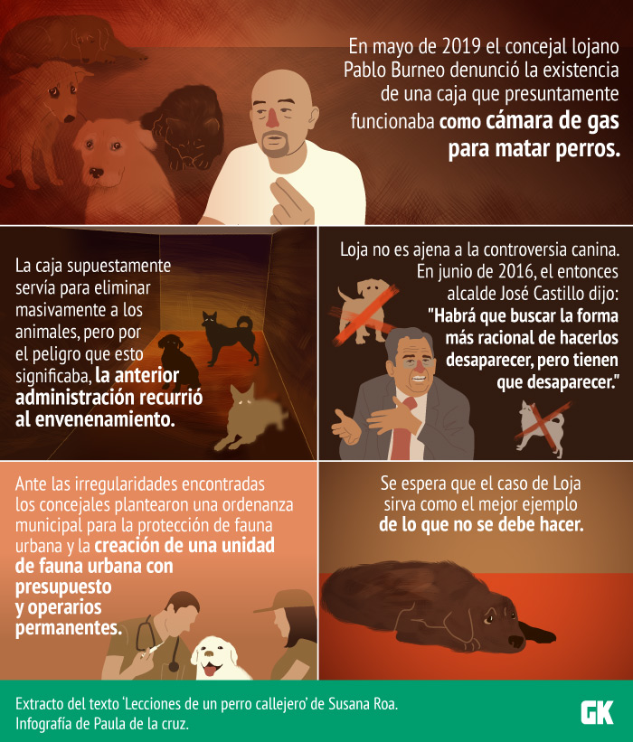 Perros callejeros en Loja: ¿Qué hará el municipio?