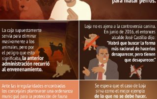 Perros callejeros en Loja