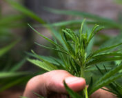 Cannabis medicinal en Ecuador