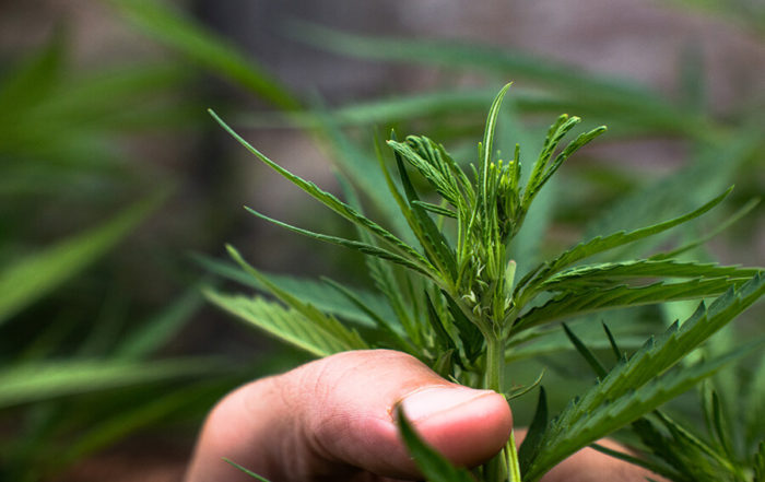 Cannabis medicinal en Ecuador