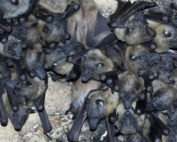 murciélagos huéspedes COVID