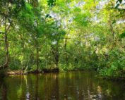 pérdida biodiversidad