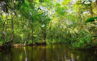 pérdida biodiversidad