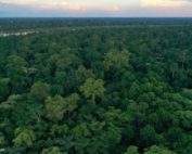 día internacional de los bosques