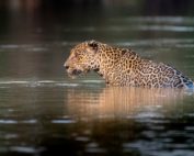 día mundial de la vida silvestre