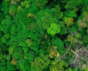 Día de la Tierra 2020