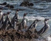 día de los pinguinos