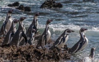 día de los pinguinos