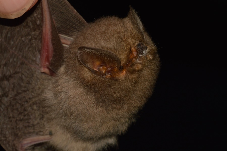 conservación de murciélagos en Ecuador