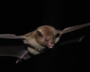 conservación de murciélagos en Ecuador