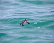 conservación de las tortugas carey