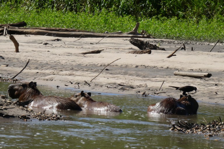 Parque Nacional Manu biodiversidad