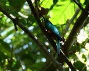 día mundial del medioambiente