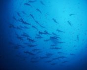 Estrategia para protección de Galápagos