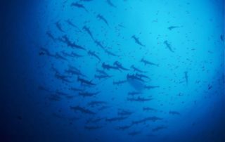 Estrategia para protección de Galápagos