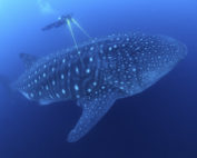 tiburón ballena Esperanza