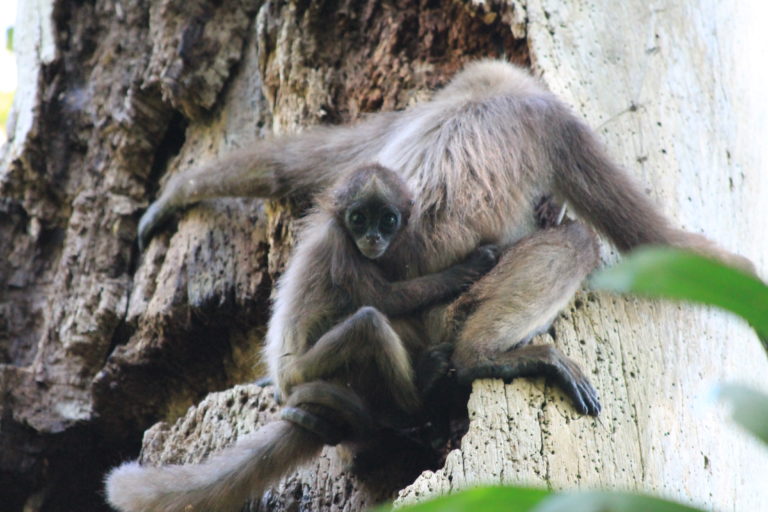 primates en Colombia