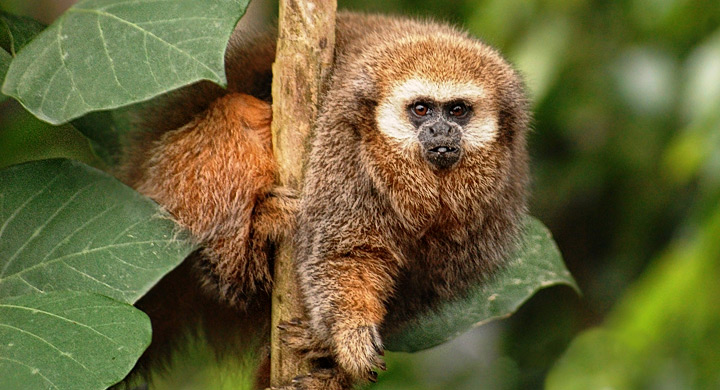 primates en América Latina