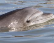 delfines nariz de botella