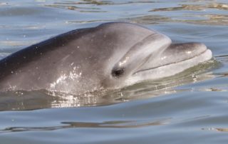 delfines nariz de botella