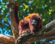 primates en América Latina
