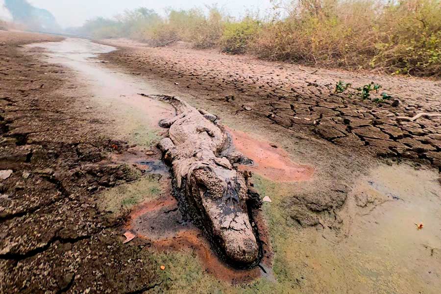 incendios pueden matar animales