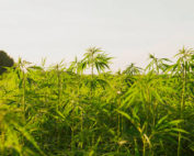 reglamento para el c&aacute;&ntilde;amo en Ecuador