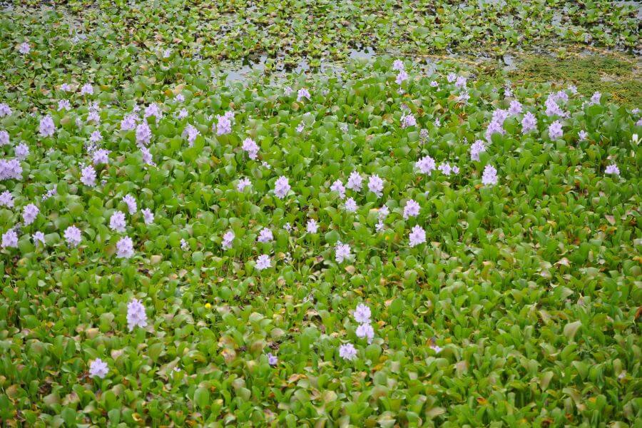 Flora En La Segua