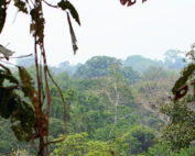 deforestación bruta en Ecuador
