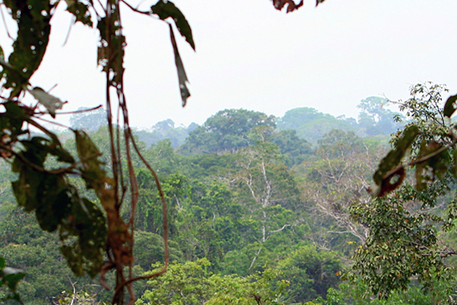 deforestación bruta en Ecuador