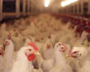 animales que se cr&iacute;en en jaulas